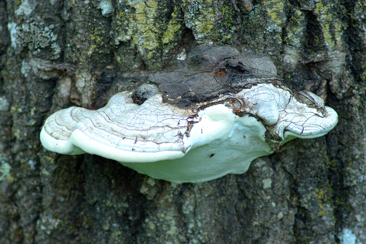 shelf fungus on tree, fungus, fungi