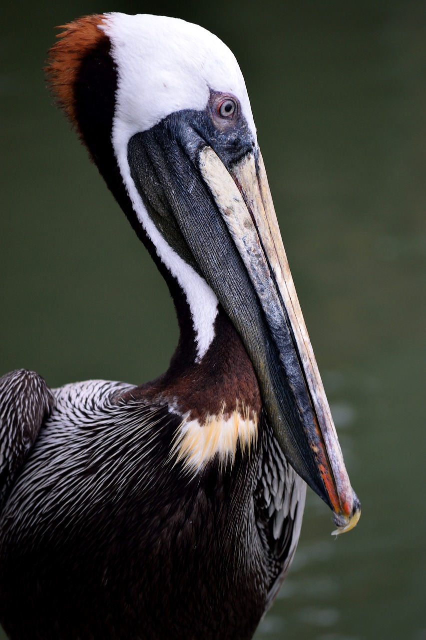 brown pelican, wildlife, avian