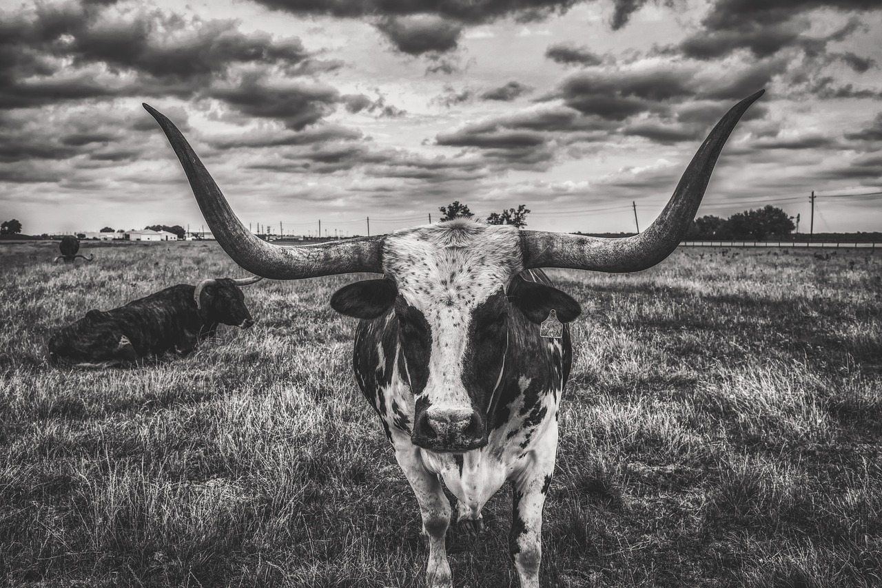 texas, longhorn, steer