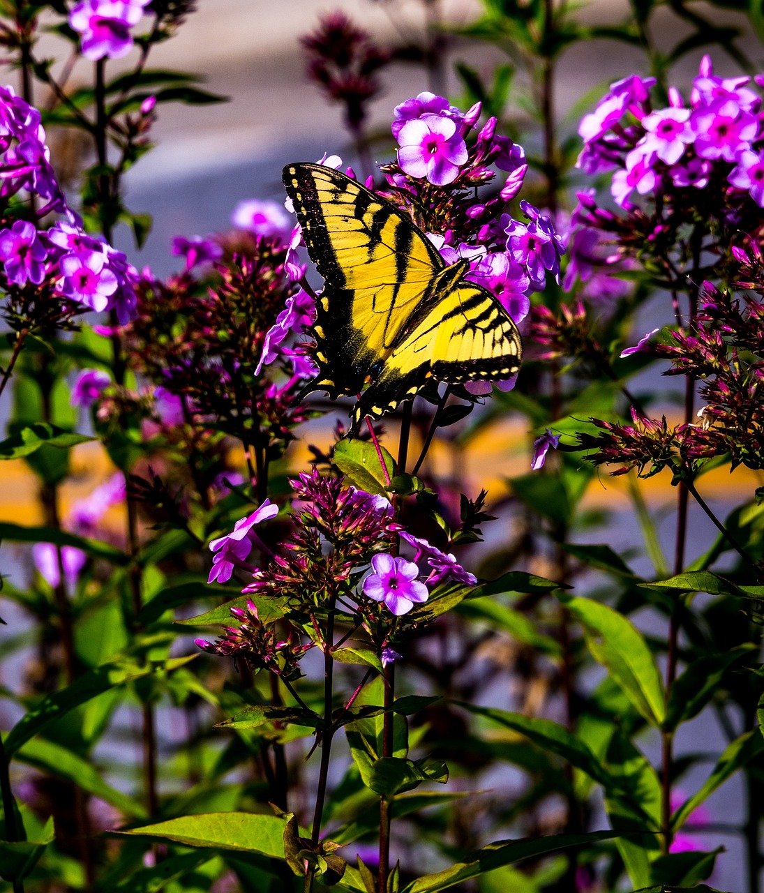 butterfly, plant, spring