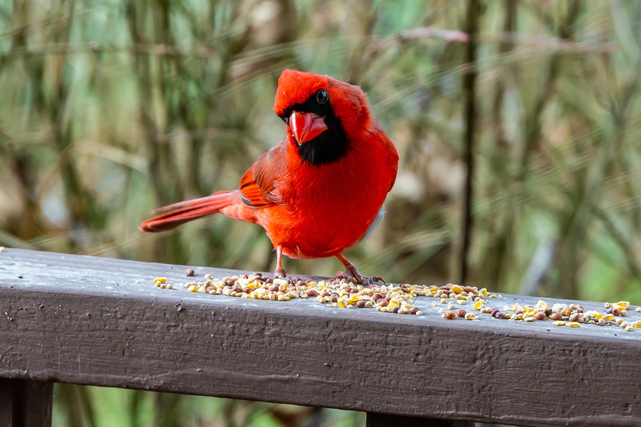 cardinal, bird, wildlife
