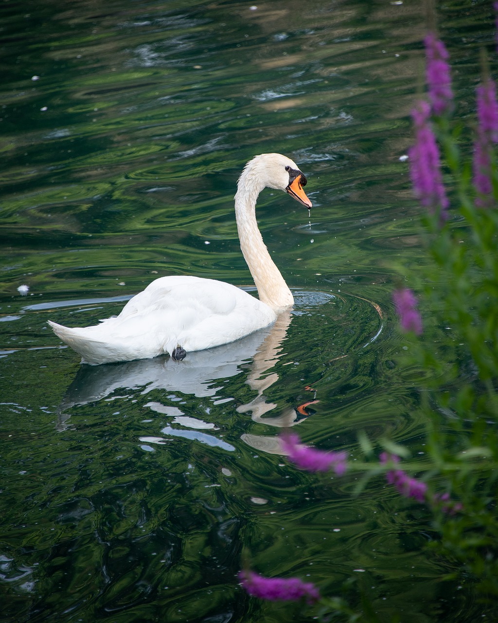 swan, mute swan, white swan