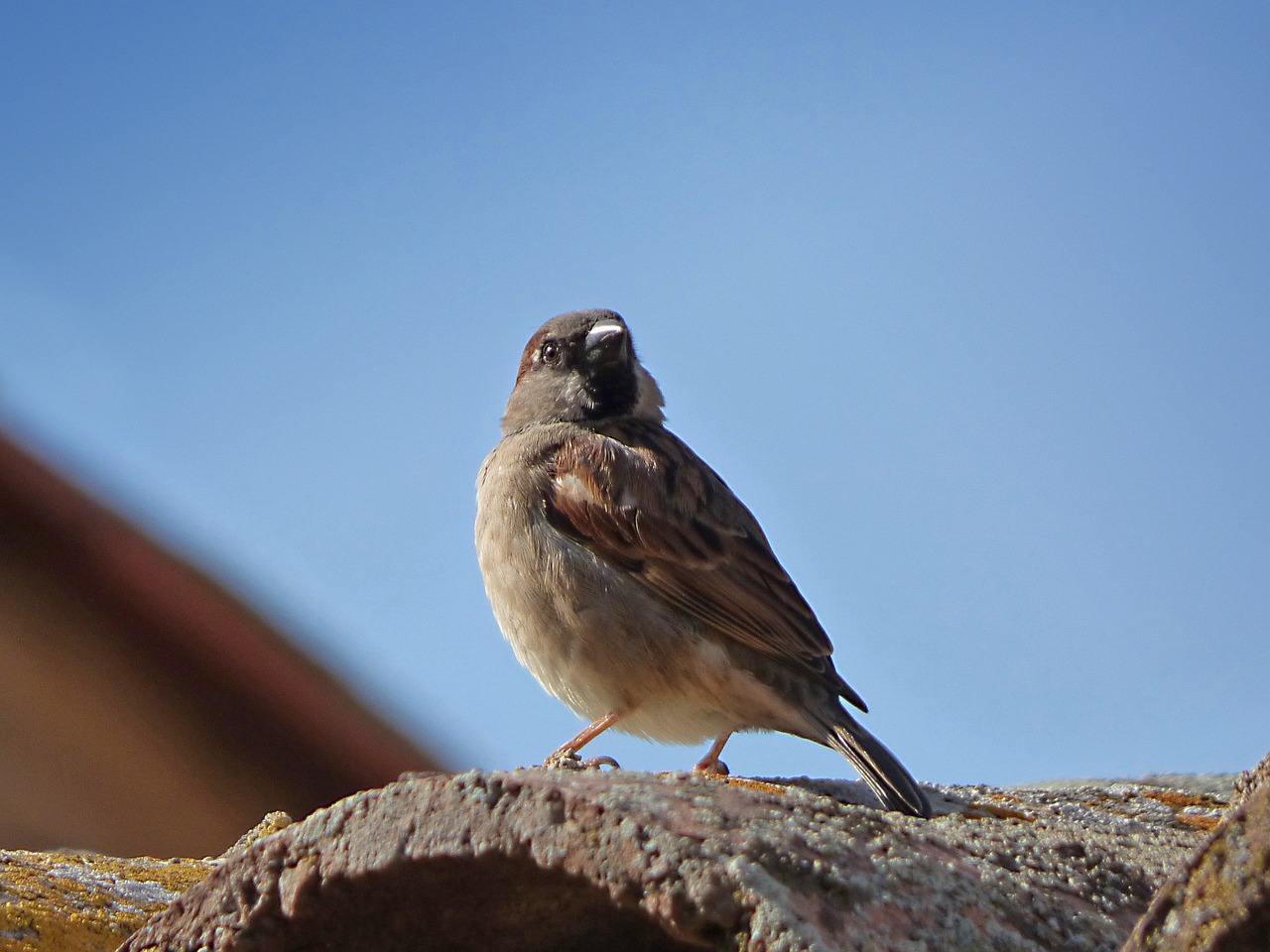 sparrow, bird, roof