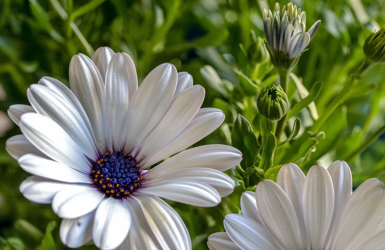 beautiful, white daisy, flower