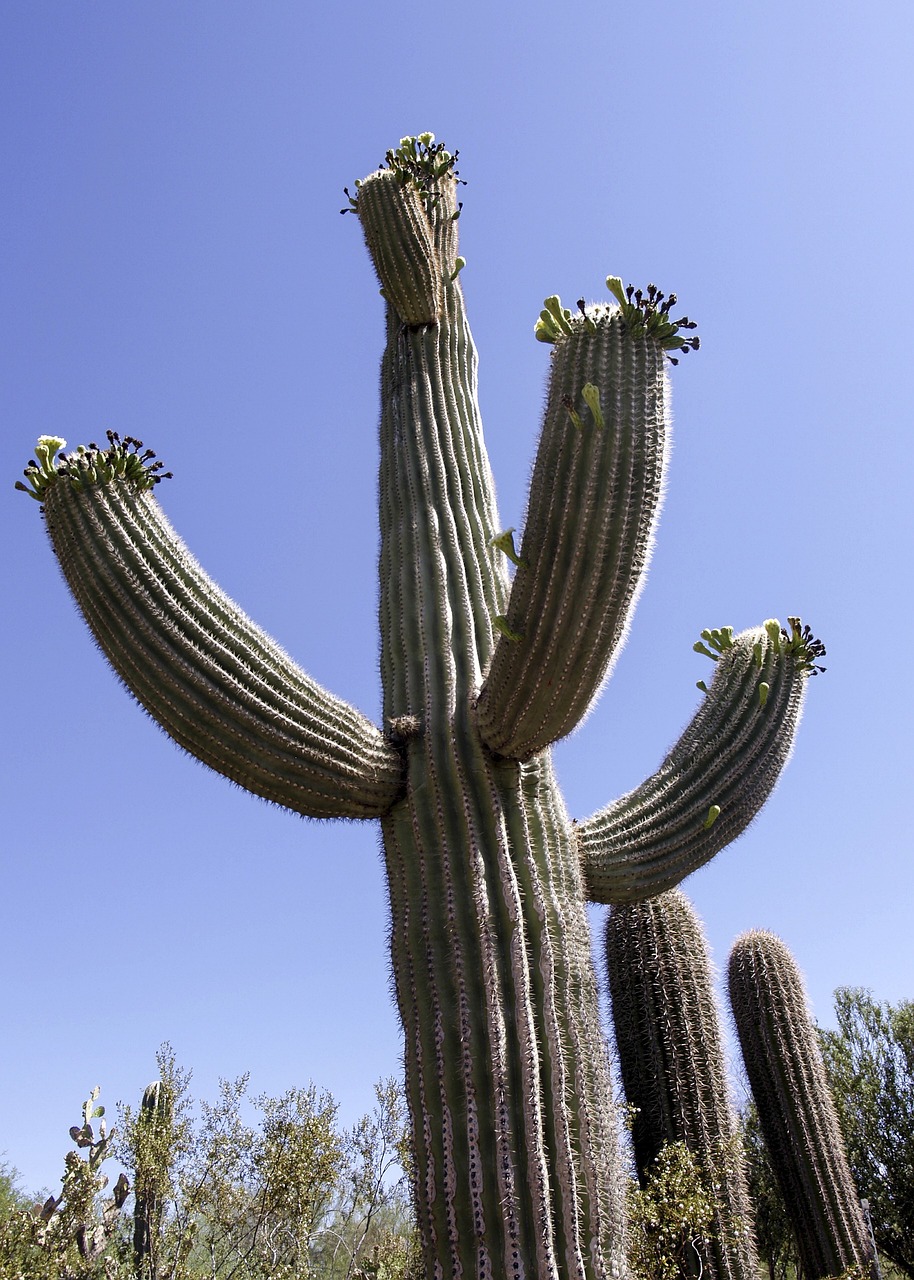 big, cactus, desert
